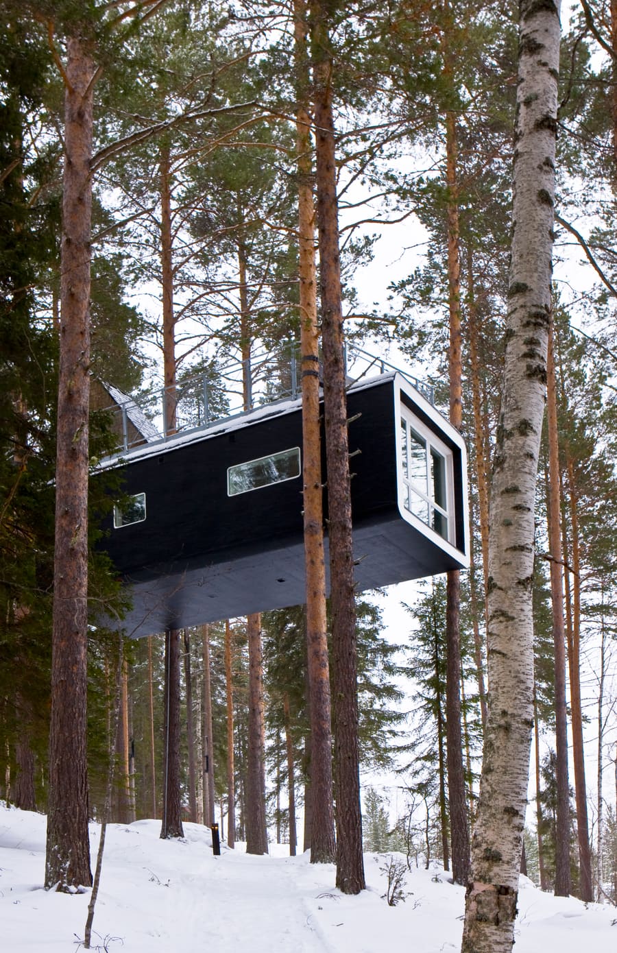 Tree Hotel, photo 4